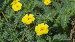 Tribulus terrestris: Qué usos y beneficios tiene esta famosa planta