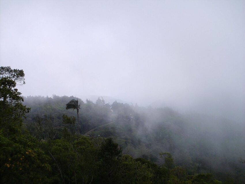 Yungas: la selva entre nubes que representa un tesoro del norte de Argentina