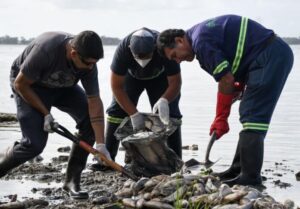 Alerta por gran mortandad de peces en la laguna de Chascomús