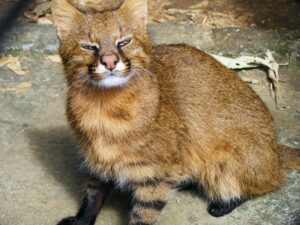 Colocolo, uno de los gatos salvajes más llamativos de Sudamérica 