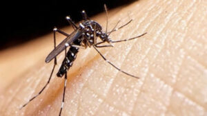Dengue en la provincia: confirman un caso sin antecedente de viaje y alertan sobre posibles brotes