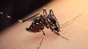 Dengue: llegan a 40 los casos en la provincia, aunque por ahora son importados