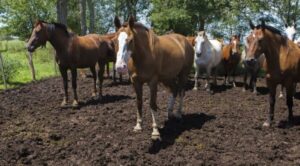 Detectaron un nuevo caso de encefalomielitis equina en General Lavalle y hay 303 brotes en la provincia