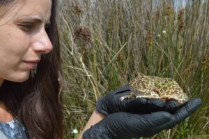 El escuerzo, un emblema de las pampas que se refugia en rincones de la provincia  