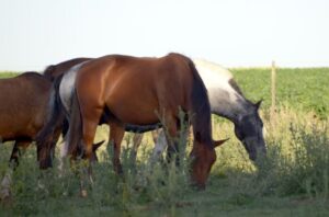 El Gobierno autorizó una serie de 80 mil dosis de la vacuna contra la encefalomielitis equina
