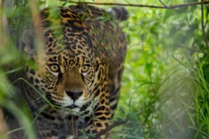 El yaguareté, un gigante que supo habitar la provincia de Buenos Aires