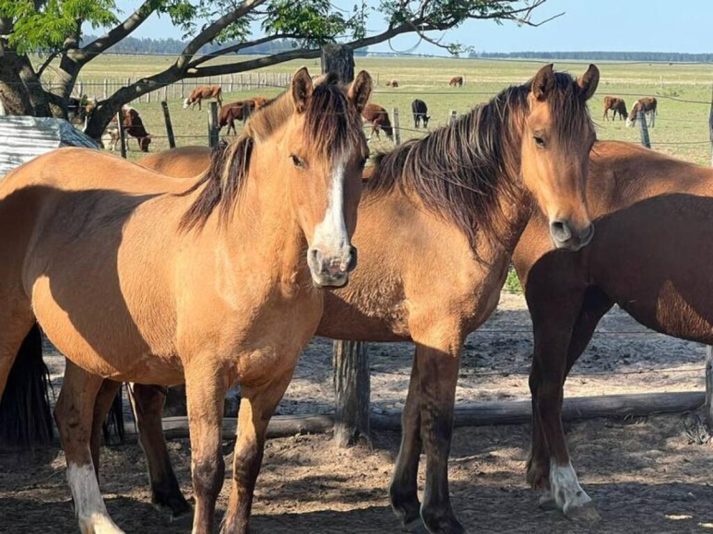 Emergencia nacional por el virus que afecta a caballos: cuáles son las nuevas disposiciones anunciadas por SENASA