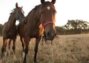 Encefalomielitis equinas: hay 56 brotes en la provincia y ocho caballos muertos