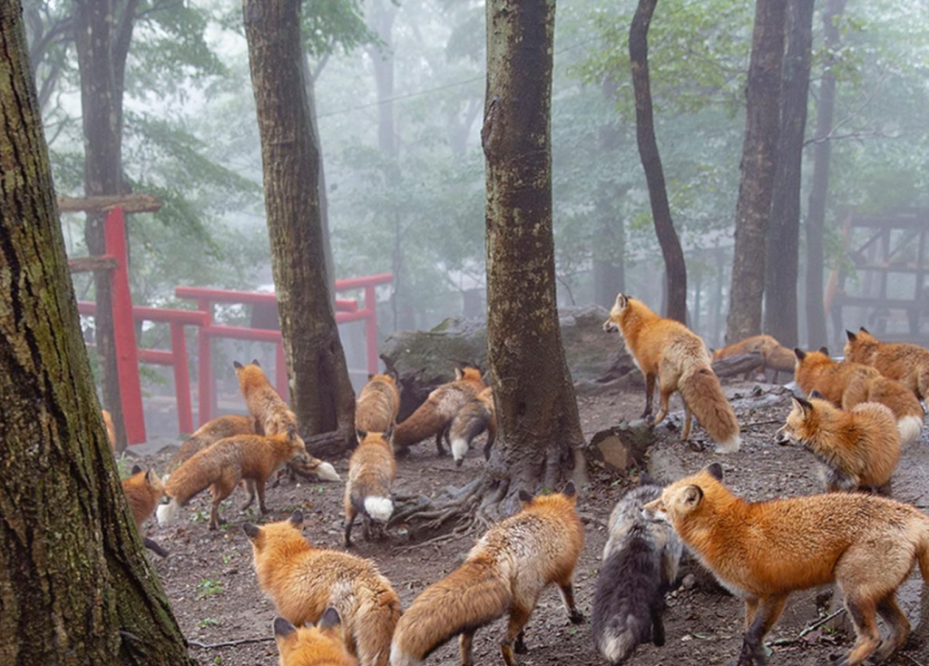 No sólo palomas: ¿Qué animales son plaga en distintos países y ciudades?