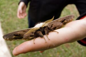 Pavón nocturno, la mariposa más grande de Europa