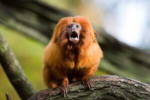 Tití leoncito, el llamativo primate dorado que habita en una diminuta región de Brasil