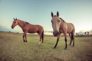 Tras más de dos décadas, confirman en el país un caso de Encefalitis Equina del Oeste en humanos