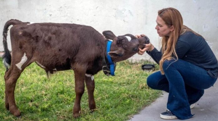 Una proteccionista usó sus ahorros para comprar un ternero y evitar que fuera faenado