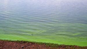Alerta roja por la presencia de cianobacterias: ya son 4 los municipios bonaerenses afectados
