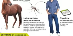 Confirman el primer caso de encefalitis equina en Chascomús