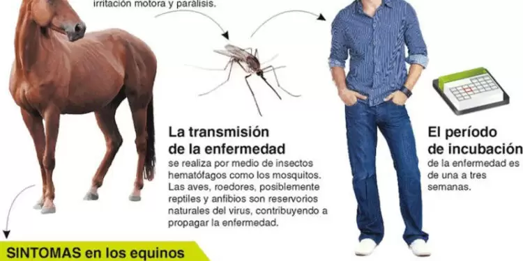 Confirman el primer caso de encefalitis equina en Chascomús