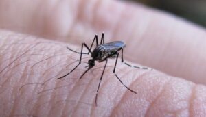 Dengue, fuerte suba de casos: crecen 60% en una semana en el país y 87% en la provincia
