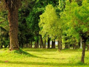 El pueblo del “millón” de árboles que tiene su propio clima