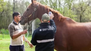 Encefalitis Equina del Oeste: confirman la segunda muerte en la Provincia