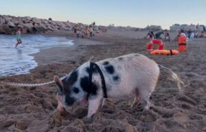 Mar del Plata: una pareja llevó un chancho a la playa y se volvieron virales