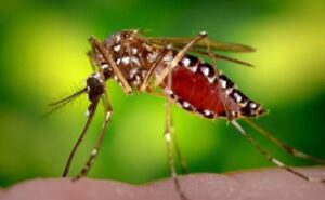 Mosquitos: por qué podría reavivarse la proliferación del Aedes albifasciatus