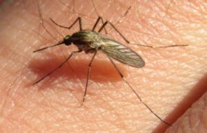 Ola de mosquitos: ¿cómo reconocer las especies que circulan en la región?