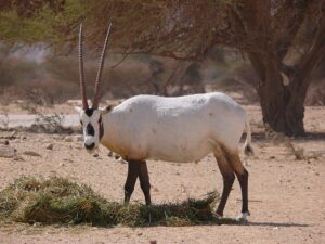 Oryx de Arabia: el llamativo mamífero que regresó de la extinción 