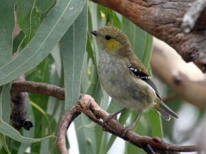 Pardalote tasmano, la diminuta ave que solo vive en tres islas de Australia