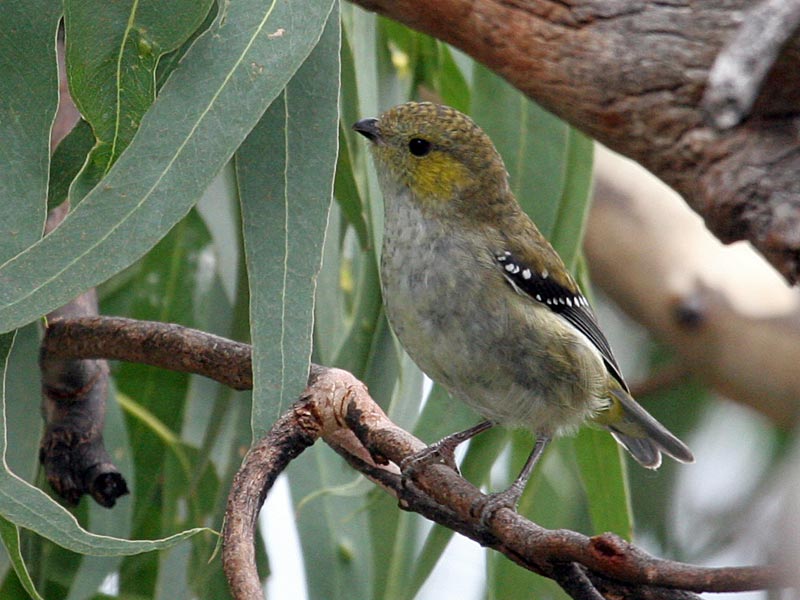 Pardalote tasmano, la diminuta ave que solo vive en tres islas de Australia Pardalote tasmano, la diminuta ave que solo vive en tres islas de Australia