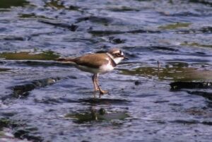 ¿Por qué migran las aves?