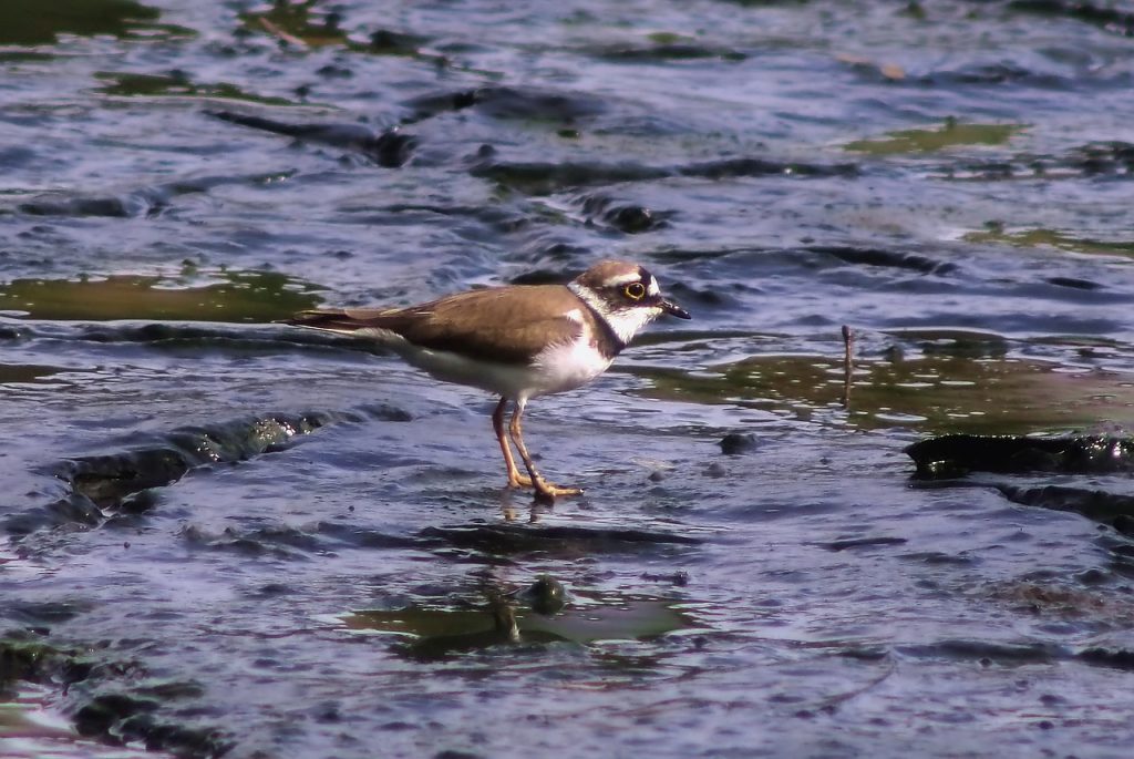 ¿Por qué migran las aves?