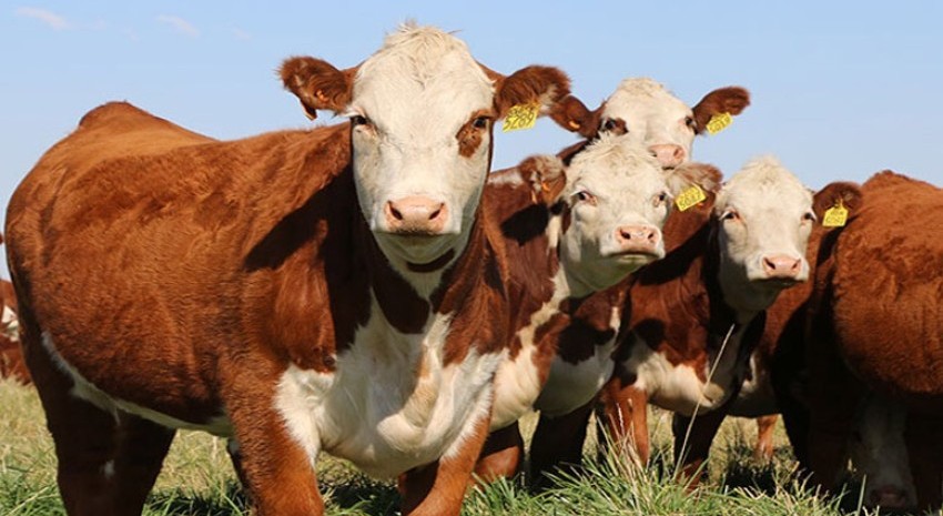 Realizarán una reunión destinada a todos los actores de la carne