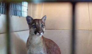 Rescatan un cachorro puma que era mantenido como mascota en Valeria del Mar