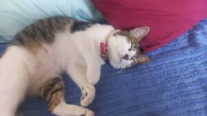 Una gata se subió a un camión de mudanzas y recorrió casi 2 mil kilómetros