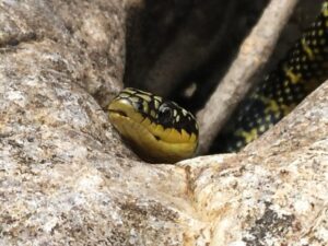 Verano bonaerense, tiempo de serpientes