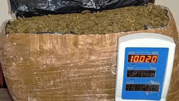 Marihuana La Plata UNLP La UNLP recibirá marihuana para su investigación. - La Buena Info -
