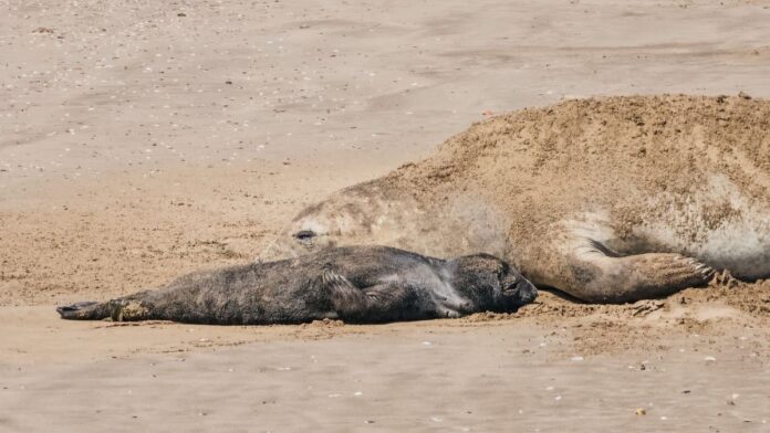 Elefantes marinos, madre e hijo, en Mar del Plata. - MGP .